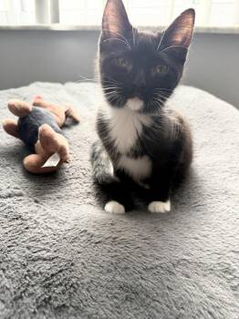 Domestic Short Hair Cats Available for Adoption - Marty | PetCurious