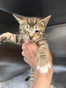 Wren -  Domestic Short Hair Cat for Adoption in Statesboro, Georgia - Wren | PetCurious