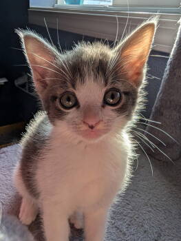 Rescue Domestic Short Hair Cats for Adoption in Tacoma, Washington - Eugene | PetCurious