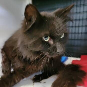 Domestic Long Hair Cats Available for Adoption in New York, New York - SootSprite! | PetCurious