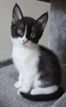 Domestic Short Hair and Tuxedo Cats Available for Adoption - Siena | PetCurious