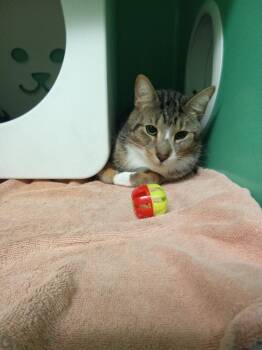 Astro -  Domestic Short Hair Cat for Adoption - Astro | PetCurious