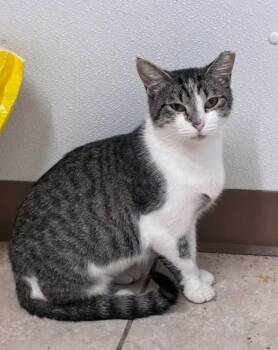 Britt -  American Shorthair Cat for Adoption in Chesterfield, South Carolina - Britt | PetCurious
