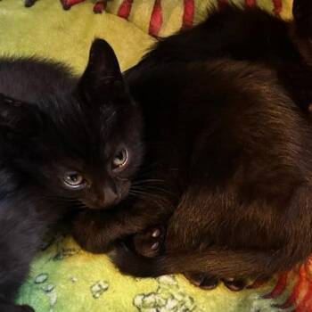 Domestic Short Hair Cats Available for Adoption in St. Louis, Missouri - Starfruit Ice | PetCurious