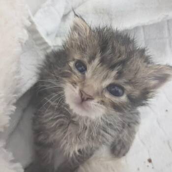 Domestic Short Hair Cats Available for Adoption in Kanab, Utah - Phineas | PetCurious