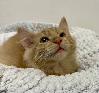 Auggy -  Maine Coon and Domestic Long Hair Cat for Adoption in Phoenix, Arizona - Auggy | PetCurious