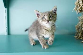 Jam -  Domestic Short Hair Cat for Adoption in San Antonio, Texas - Jam | PetCurious