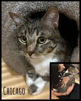 Rescue Tabby Cats for Adoption in Fort Worth, Texas - Chicago | PetCurious
