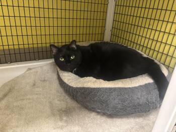 Rescue Domestic Short Hair Cats for Adoption in Lyndhurst, New Jersey - Marley | PetCurious