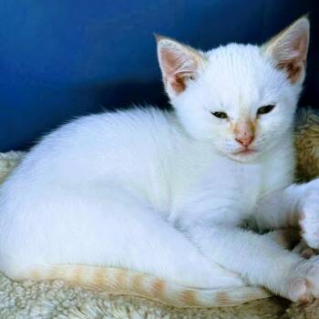 Melody C12048 -  Domestic Short Hair Cat for Adoption - Melody C12048 | PetCurious