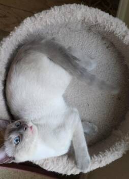 Serrano 2 -  Siamese and American Shorthair Cat for Adoption in Austin, Texas - Serrano 2 | PetCurious