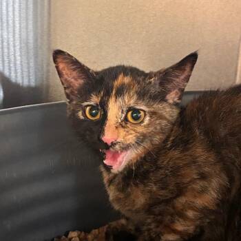 Eowyn -  Domestic Short Hair Cat for Adoption in Manhattan, Kansas - Eowyn | PetCurious