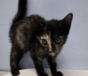 Merida -  Domestic Short Hair Cat for Adoption in Gainesville, Florida - Merida | PetCurious