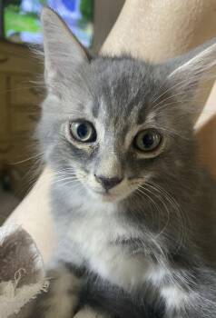 Domestic Short Hair Cats Available for Adoption in Oviedo, Florida - Messina | PetCurious