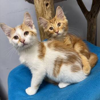 Franklin -  Domestic Short Hair Cat for Adoption in Hanover Park, Illinois - Franklin | PetCurious