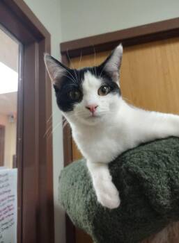 Rescue Domestic Short Hair Cats for Adoption in Monroe, Ohio - Jellybean | PetCurious