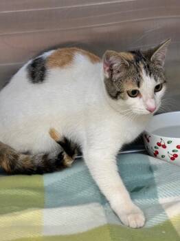 Domestic Short Hair Cats Available for Adoption in Hartsville, South Carolina - Hersberry | PetCurious