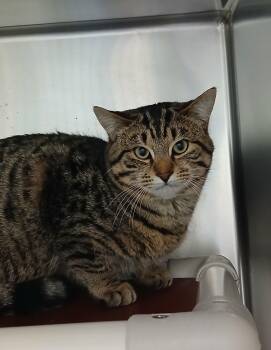 Tabby and Domestic Short Hair Cats Available for Adoption - Stafford | PetCurious