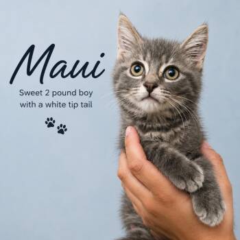 Maui -  Domestic Short Hair Cat for Adoption in Quincy, Ohio - Maui | PetCurious