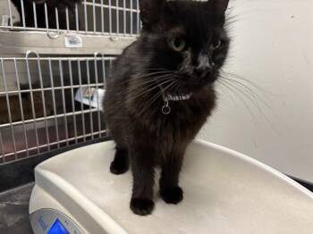Domestic Medium Hair Cats Available for Adoption in Antioch, California - DAHLIA | PetCurious