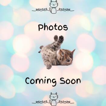 Rescue Domestic Medium Hair Cats for Adoption in Lenexa, Kansas - Tiger's Jaw (Tig) | PetCurious