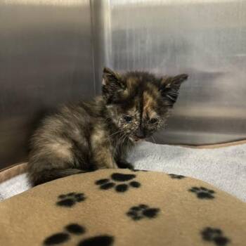 Coraline -  Domestic Short Hair Cat for Adoption in Indianapolis, Indiana - Coraline | PetCurious