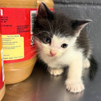 TUSC-Stray-85342 -  Domestic Short Hair Cat for Adoption in Tuscaloosa, Alabama - TUSC-Stray-85342 | PetCurious