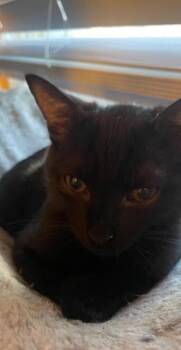 Ross -  Domestic Short Hair Cat for Adoption in Virginia Beach, Virginia - Ross | PetCurious
