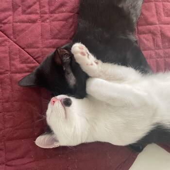 Maverick -  Domestic Short Hair Cat for Adoption in Los Angeles, California - Maverick | PetCurious