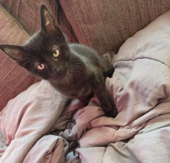 Domestic Short Hair Cats Available for Adoption in Hamburg, New York - Pablo  | PetCurious