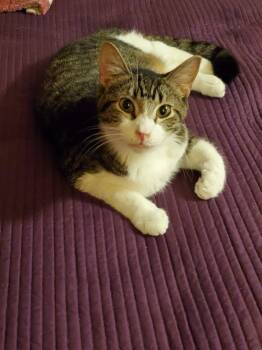 Rescue Domestic Short Hair Cats for Adoption in Danville, Kentucky - Sam | PetCurious