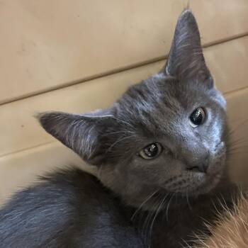 Malik -  Domestic Short Hair Cat for Adoption in Norman, Oklahoma - Malik | PetCurious
