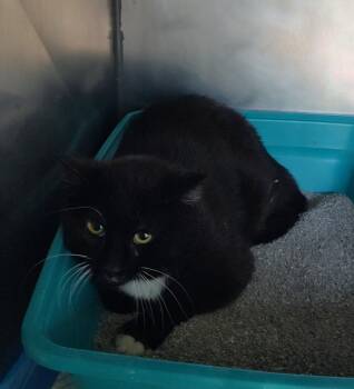 Jerry -  Domestic Short Hair Cat for Adoption in Newburgh, New York - Jerry | PetCurious