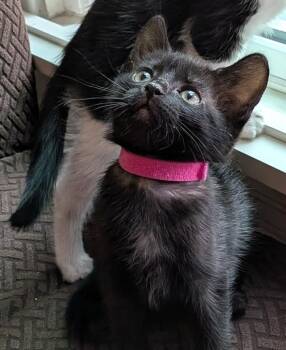Melinoe (A141445) -  Domestic Short Hair Cat for Adoption in Burbank, California - Melinoe (A141445) | PetCurious