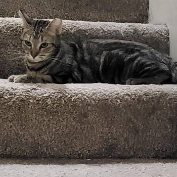 Amber -  Domestic Short Hair Cat for Adoption in Long Beach, California - Amber | PetCurious
