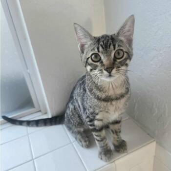 Rescue Domestic Short Hair Cats for Adoption in Warr Acres, Oklahoma - Moochie | PetCurious
