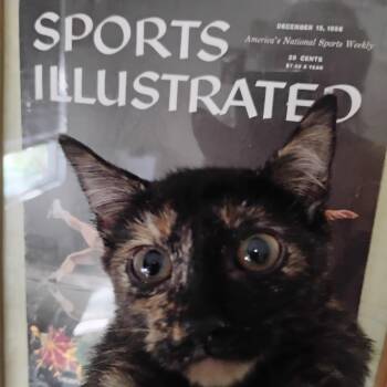 brown sugar torti 2lbs -  Tortoiseshell Cat for Adoption in Phoenix, Arizona - Brown Sugar Torti 2lbs | PetCurious