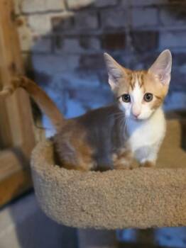 Trick -  Domestic Short Hair Cat for Adoption in Metamora, Illinois - Trick | PetCurious