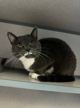 Rescue Domestic Short Hair Cats for Adoption in Waterloo, Iowa - Eclipse | PetCurious