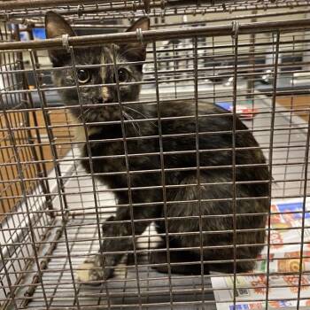 A613531 -  Domestic Short Hair Cat for Adoption in Modesto, California - A613531 | PetCurious