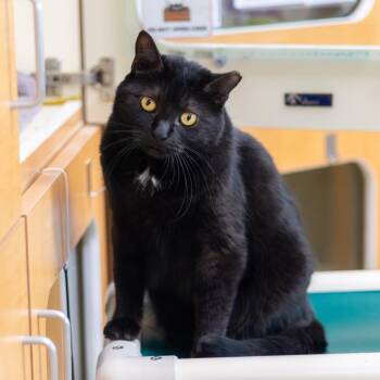 Domestic Short Hair Cats Available for Adoption in Wilmington, Delaware - Sissy | PetCurious