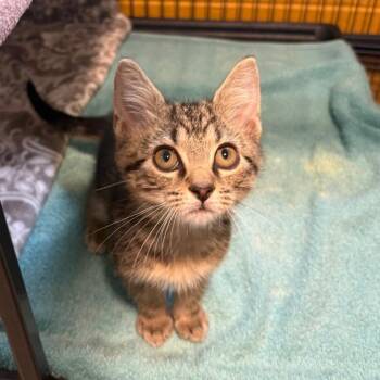 Wilde -  Domestic Short Hair Cat for Adoption in Chesapeake, Virginia - Wilde | PetCurious