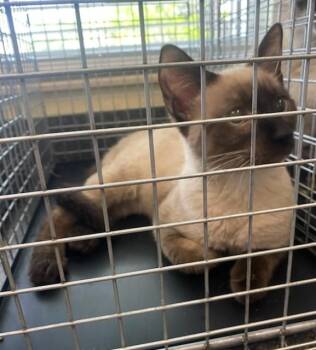 Siamese and Domestic Short Hair Cats Available for Adoption in Fort Myers, Florida - PINA | PetCurious