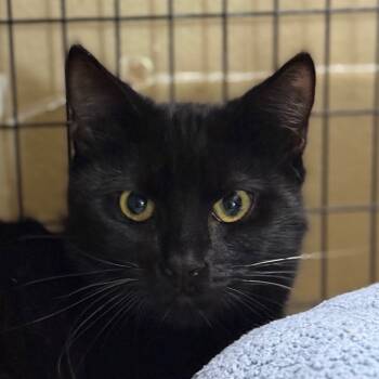 Rescue Domestic Short Hair Cats for Adoption in Redwood Valley, California - Gibbons | PetCurious