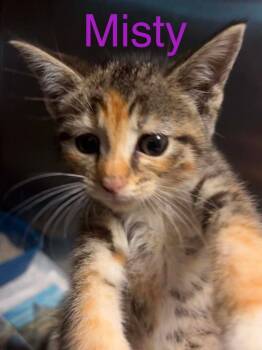 Misty -  Domestic Short Hair Cat for Adoption in Princeton, Indiana - Misty | PetCurious