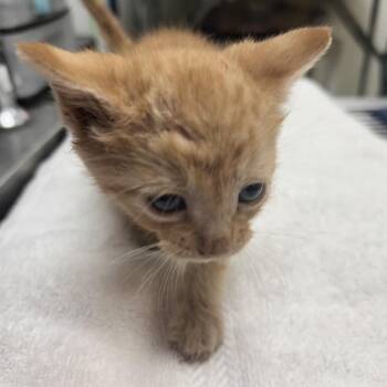 Domestic Short Hair Cats Available for Adoption in Galveston, Texas - Teagan | PetCurious