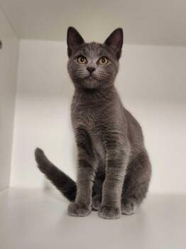 Laura Palmer -  Domestic Short Hair Cat for Adoption in Elmsford, New York - Laura Palmer | PetCurious