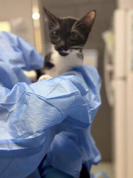 Monster -  Domestic Short Hair Cat for Adoption in Fort Worth, Texas - Monster | PetCurious