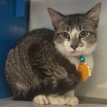 Nucleus -  Domestic Short Hair Cat for Adoption in Port Washington, New York - Nucleus | PetCurious