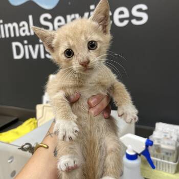 Basmati -  American Shorthair Cat for Adoption in Columbus, Georgia - Basmati | PetCurious